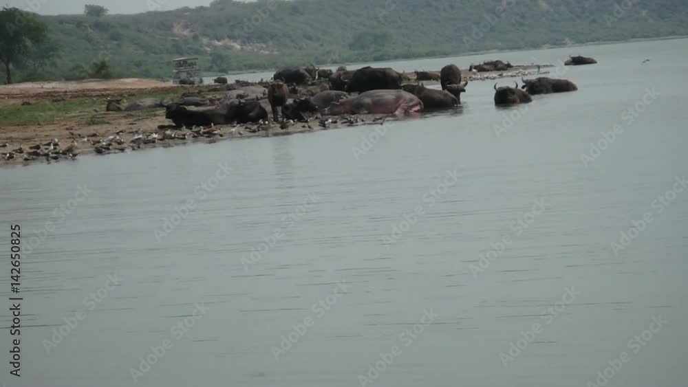 Hippos, cape buffalo and birds in Kazinga Channel, Queen Elizabeth National Park, Uganda Hippos, cape buffalo and birds in Kazinga Channel, Queen Elizabeth National Park, Uganda