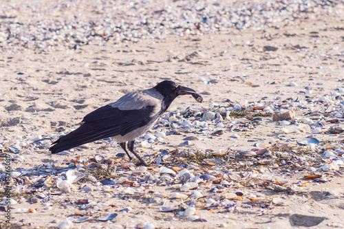 Crow eating shells