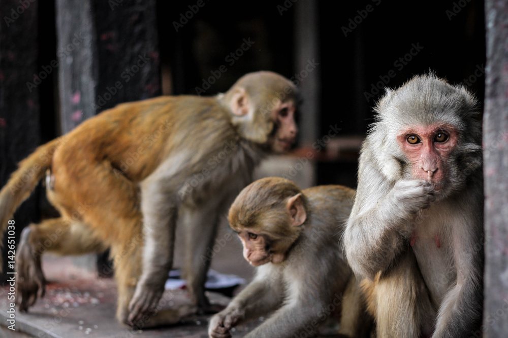Naklejka premium Monkeys in Kathmandu