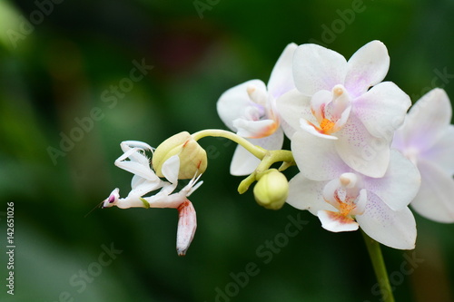 An orchid mantis on an orchid bloom