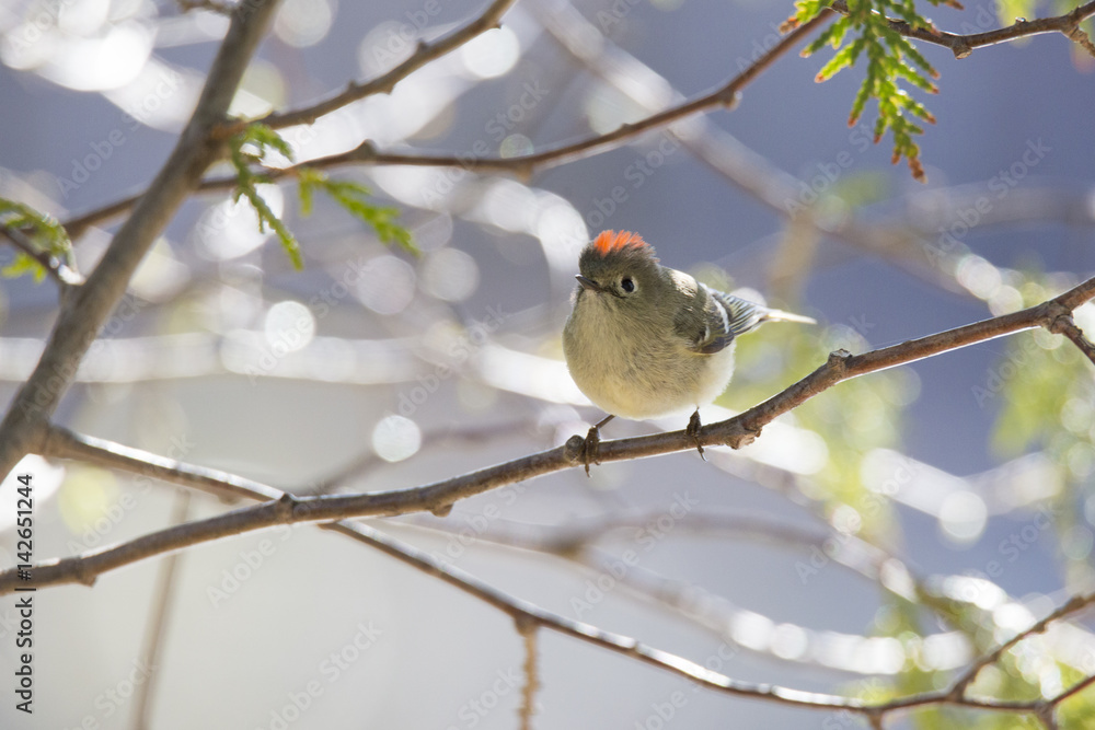 Ruby-crowned kinglet 