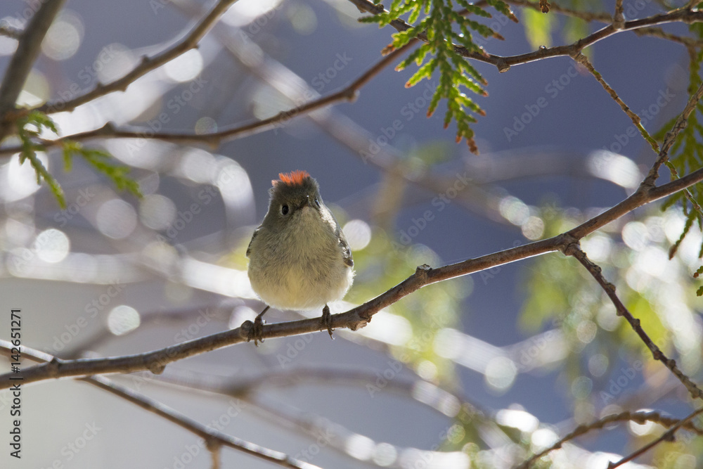 Ruby-crowned kinglet Ruby-crowned kinglet