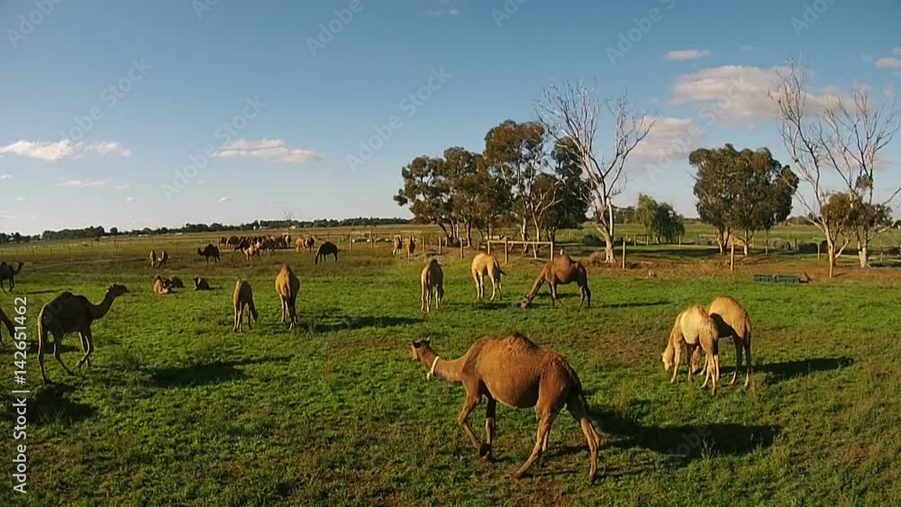 Camels graze on the green farm on fresh air Camels graze on the green farm on fresh air