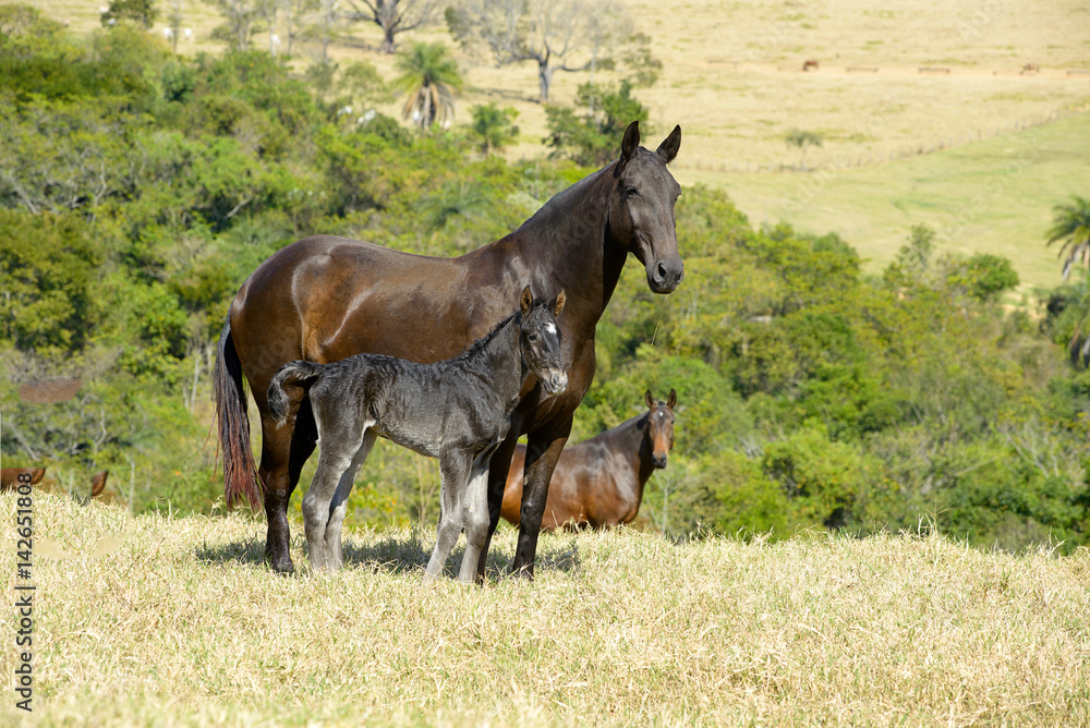 purebreed horses on a green ranch in summer purebreed horses on a green ranch in summer