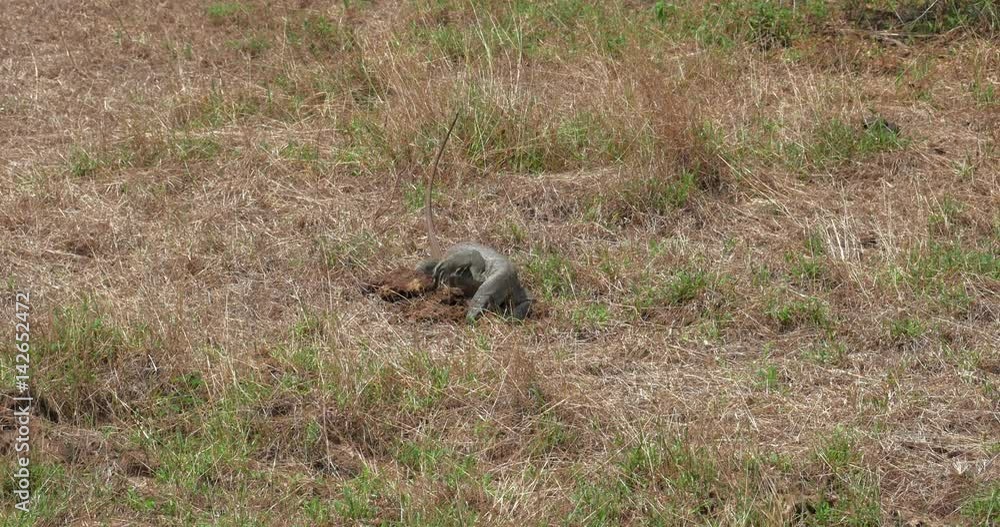 Wild Monitor Lizard digging earth in search of food primary for worms in Yala national park in