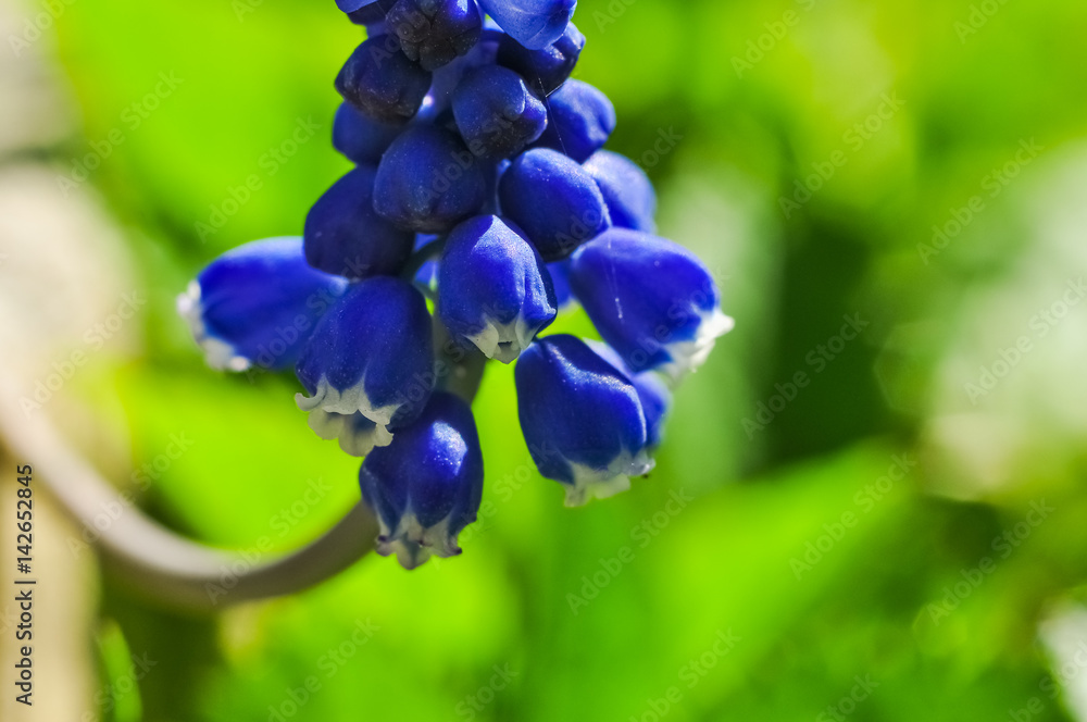 Blue Muscari flower, detailed closeup macro photo. Blue Muscari flower, detailed closeup macro photo.