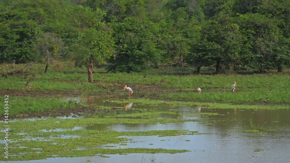 Painted storks birds on lake side near forest of Yala park in Sri Lanka. Protected nature reserve and wildlife sanctuary in Asia