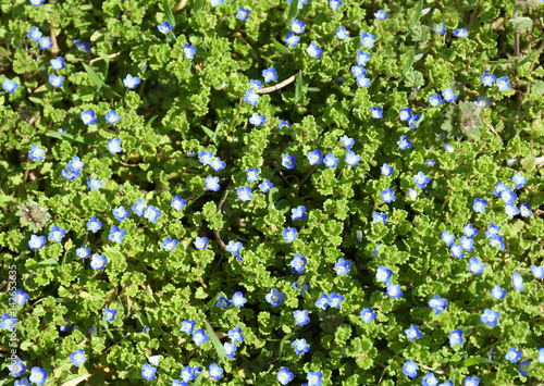 Beautiful blue flowers outdoors on sunny day, closeup