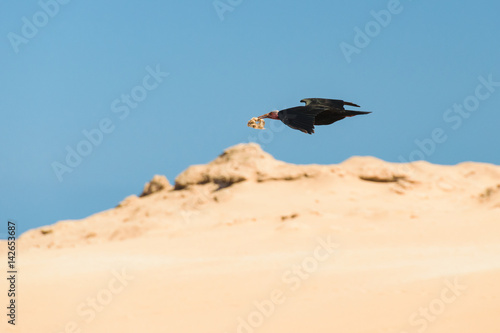Northern bald ibis, Tamri, Morocco