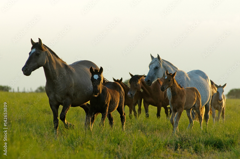 mares and foals on meadow on a summer day mares and foals on meadow on a summer day