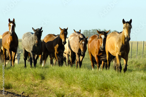 several horses on countryside on a sunny day