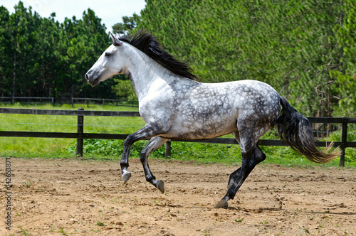 gray horse galloping alone