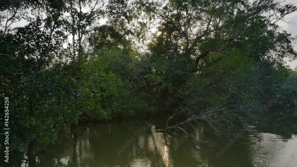 Bright sun light flickers and shines through tree branches on river side of Bentota Ganga. Moving by boat and exploring beautiful nature of Sri Lanka Bright sun light flickers and shines through tree branches on river side of Bentota Ganga. Moving by boat and exploring beautiful nature of Sri Lanka