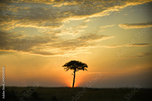 Africa  umbrella tree  sunset  savannah  Marra Masa  big sky  dramatic clouds  clouds