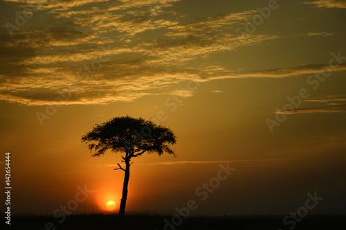 Africa, umbrella tree, sunset, savannah, Marra Masa, big sky, dramatic clouds, clouds