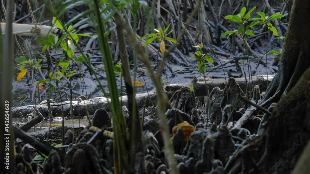 Wild water monitor lizard eating plastic bag. Environmental pollution with human waste and garbage damaging wildlife ecosystem and animals