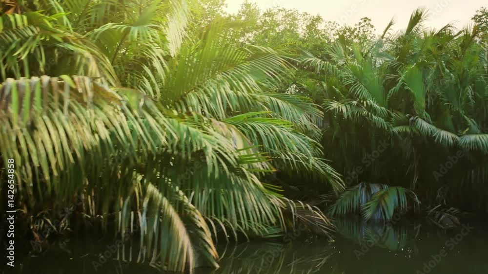Passing large palm tree leaves while floating on boat in flooded by tide areas of coastal vegetation and wildlife. Vivid green flora grow on river shore in tropics of Sri Lanka Passing large palm tree leaves while floating on boat in flooded by tide areas of coastal vegetation and wildlife. Vivid green flora grow on river shore in tropics of Sri Lanka