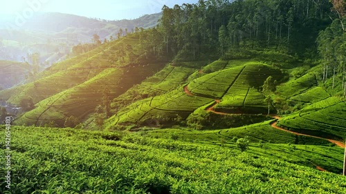 Beautiful tea plantation landscape of green valleys under morning sun. Sri Lanka