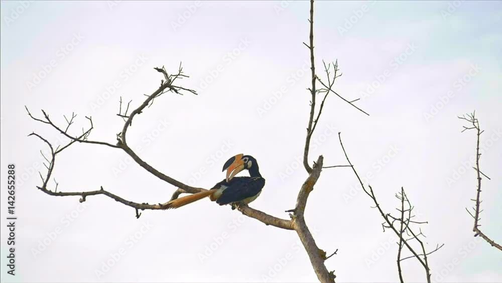 Hornbill bird with large yellow beak high on tree branch in Yala park, Sri Lanka Hornbill bird with large yellow beak high on tree branch in Yala park, Sri Lanka