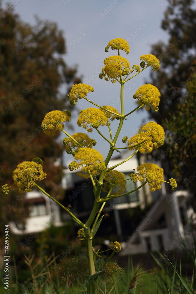 Obraz premium Flowers