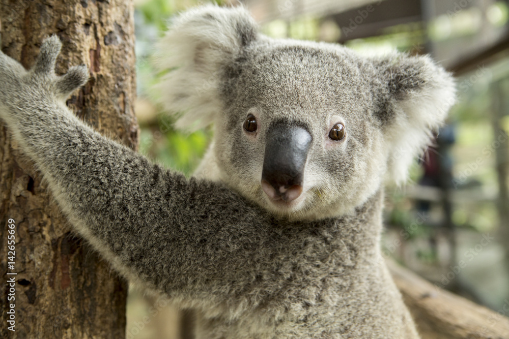 Naklejka premium Australian koala bear sitting on a branch