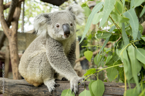 Australian koala bear sitting on a branch