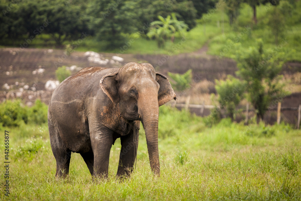 asia elephant in green field.