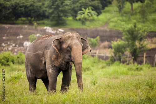 asia elephant in green field.