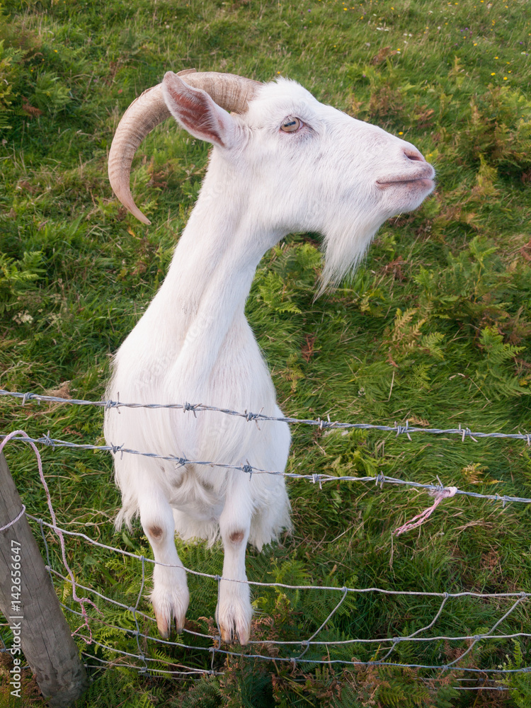 A white irish goat with large horns, grazing in field, climbing a fence and looking into the camera. A white irish goat with large horns, grazing in field, climbing a fence and looking into the camera.