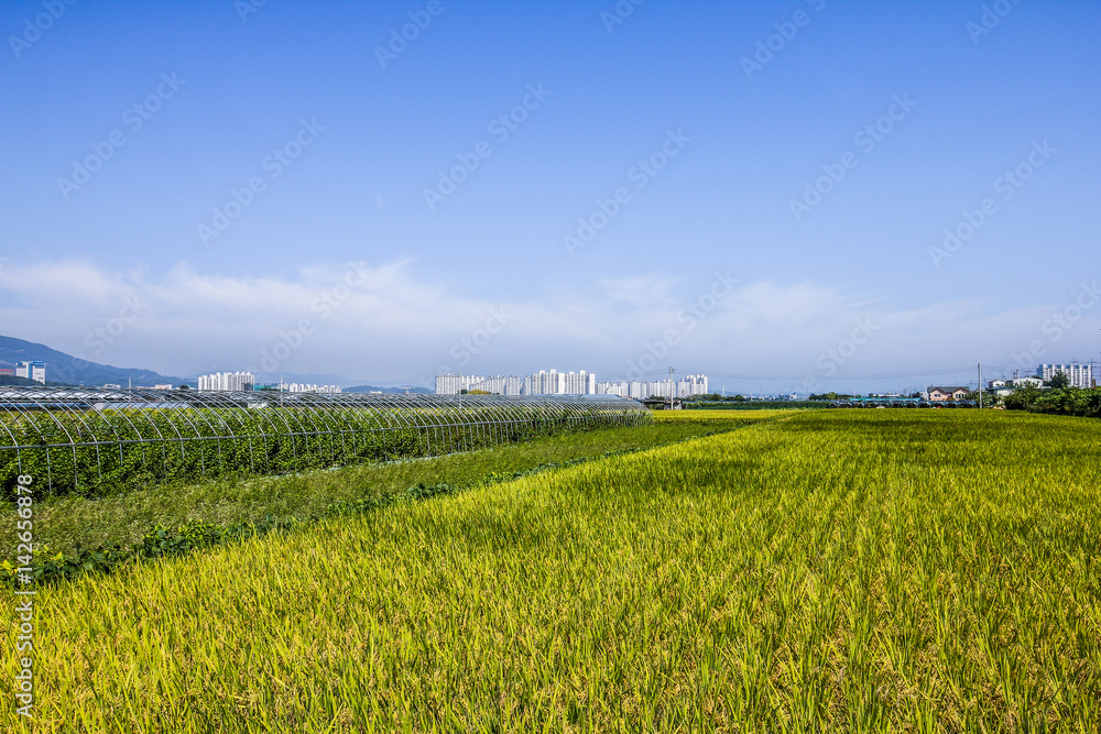 The field of south korea at outside of city
The field of south korea at outside of city