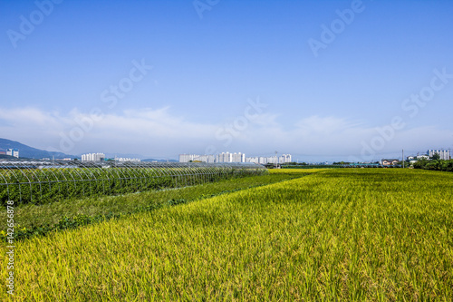 The field of south korea at outside of city 