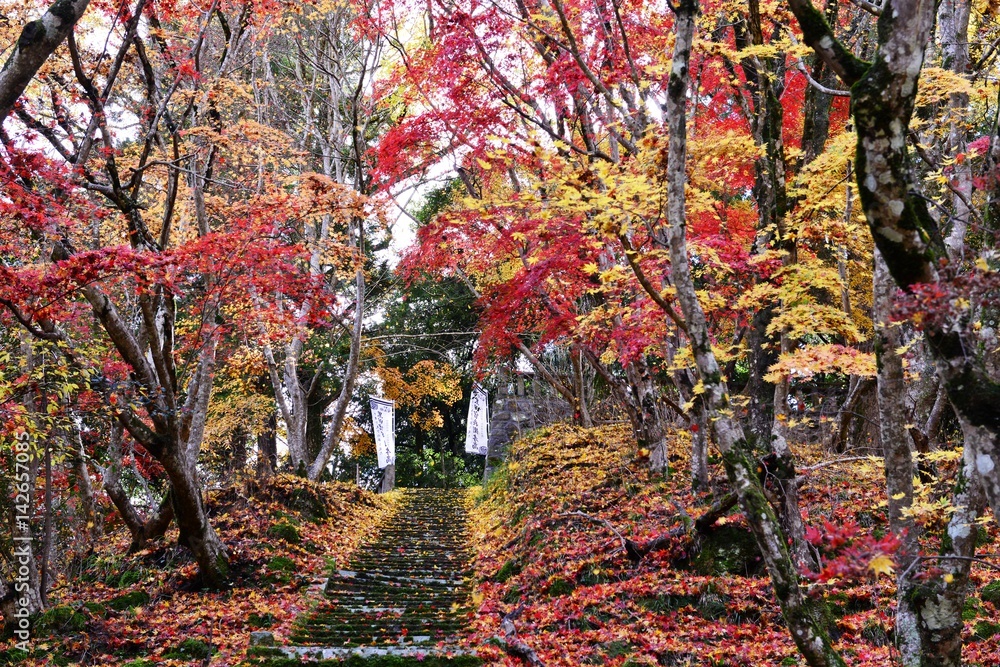 Naklejka premium 御霊もみじ