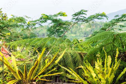 Tropical nature landscape of Bali island, Indonesia. North of Bali island.