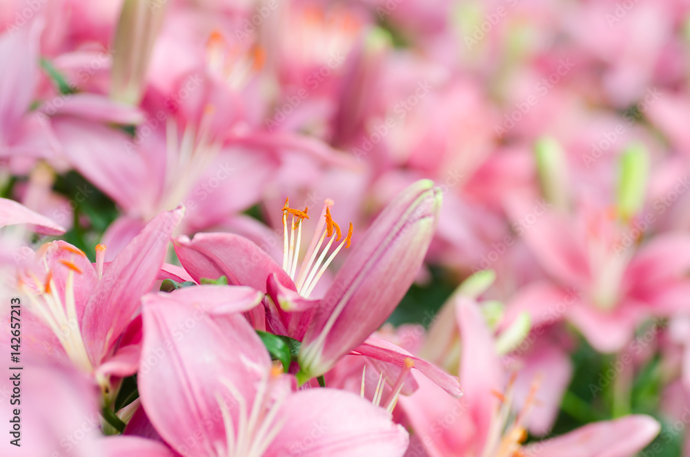 Fototapeta premium Pink lily flower blossom in a garden, spring season