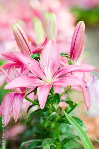 Pink lily flower blossom in a garden, spring season