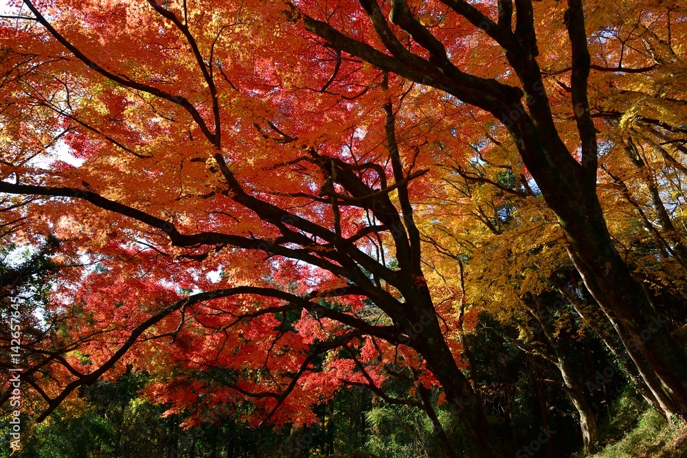 用作公園の紅葉 用作公園の紅葉