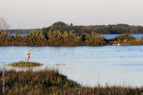 A Great Blue Heron stands on a small island at sunset at Fort Desoto Park near St. Pete Beach Florida.