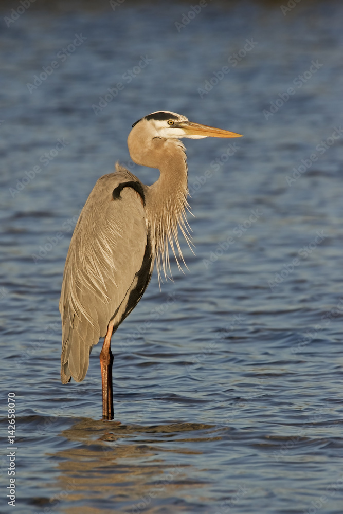 Great Blue Heron ( Ardea Herodias) standing in shallow water at sunset. Great Blue Heron ( Ardea Herodias) standing in shallow water at sunset.