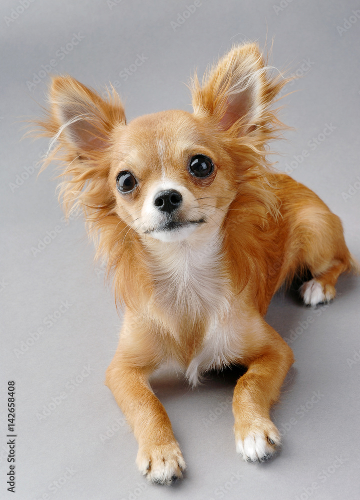 young chihuahua dog close-up lying down on gray background  