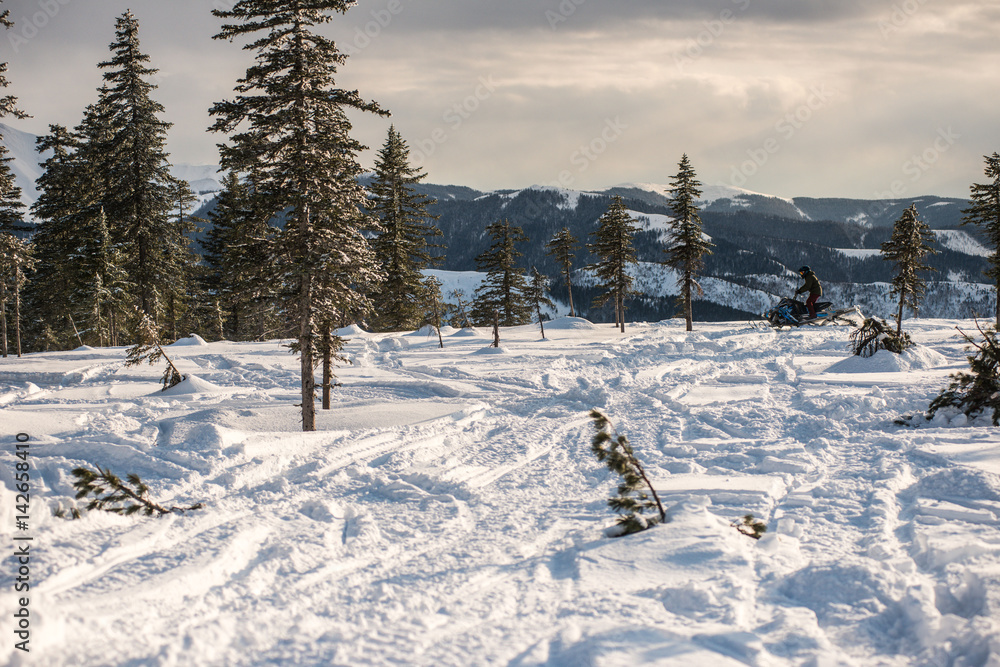 Winter trees in mountains covered with fresh snow