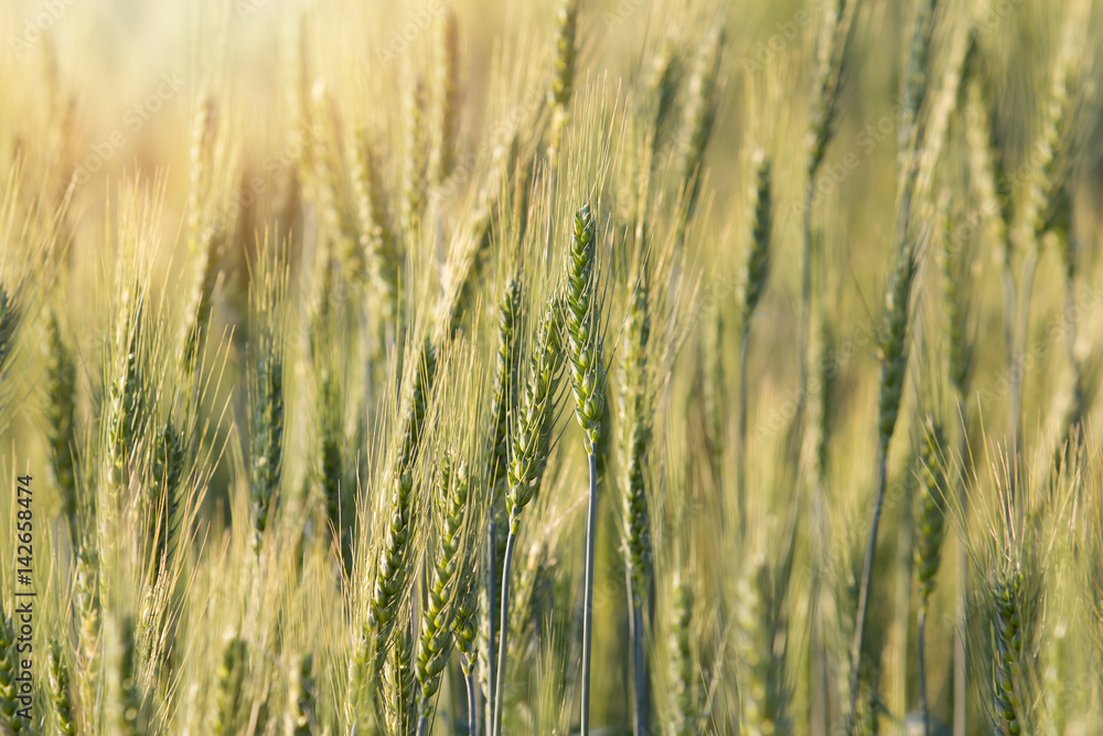 Beautiful landscape of Barley field at sunset time Beautiful landscape of Barley field at sunset time