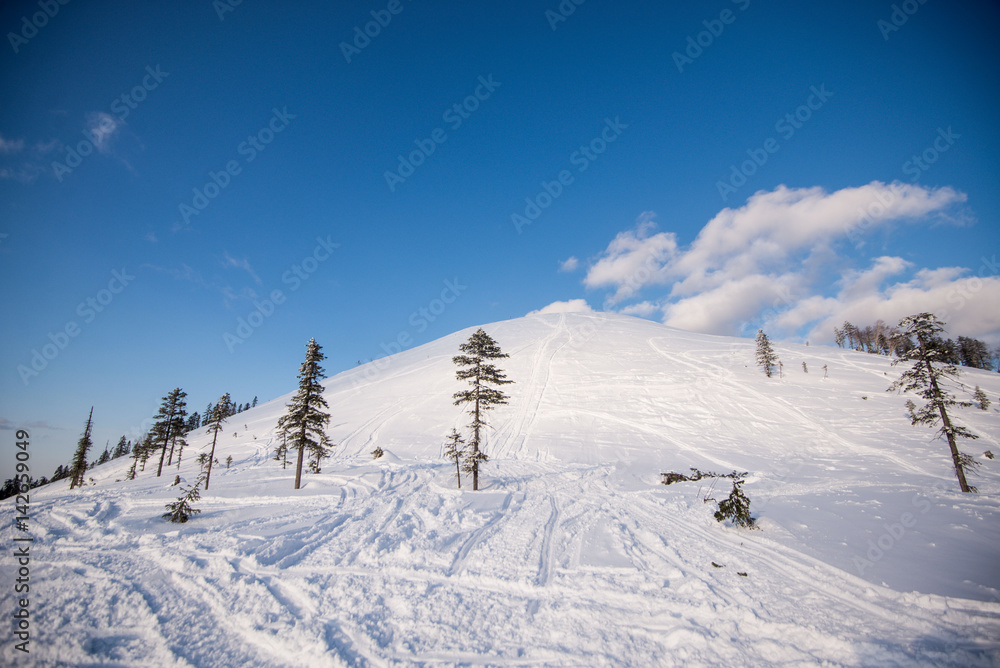 Winter trees in mountains covered with fresh snow