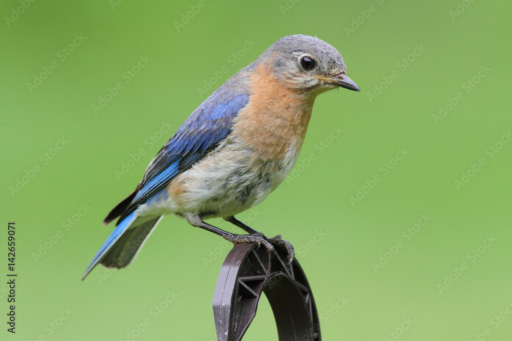Obraz premium Female Eastern Bluebird