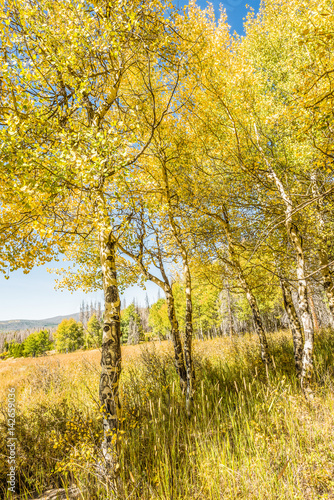 Closeup of golden yellow aspen trees during autumn