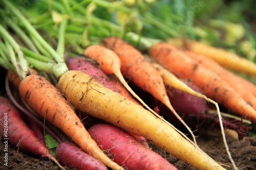 Fresh food garden heirloom carrots and beets