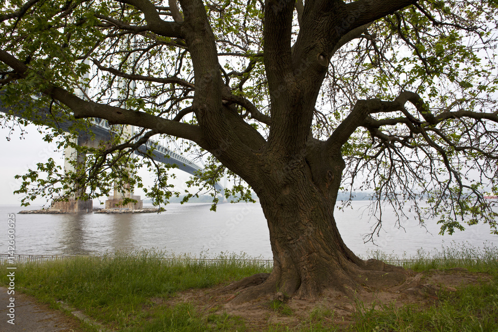 Fototapeta premium Verrazano-Narrows Bridge