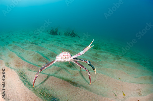 Snow crab (opilio crab) on the seabed