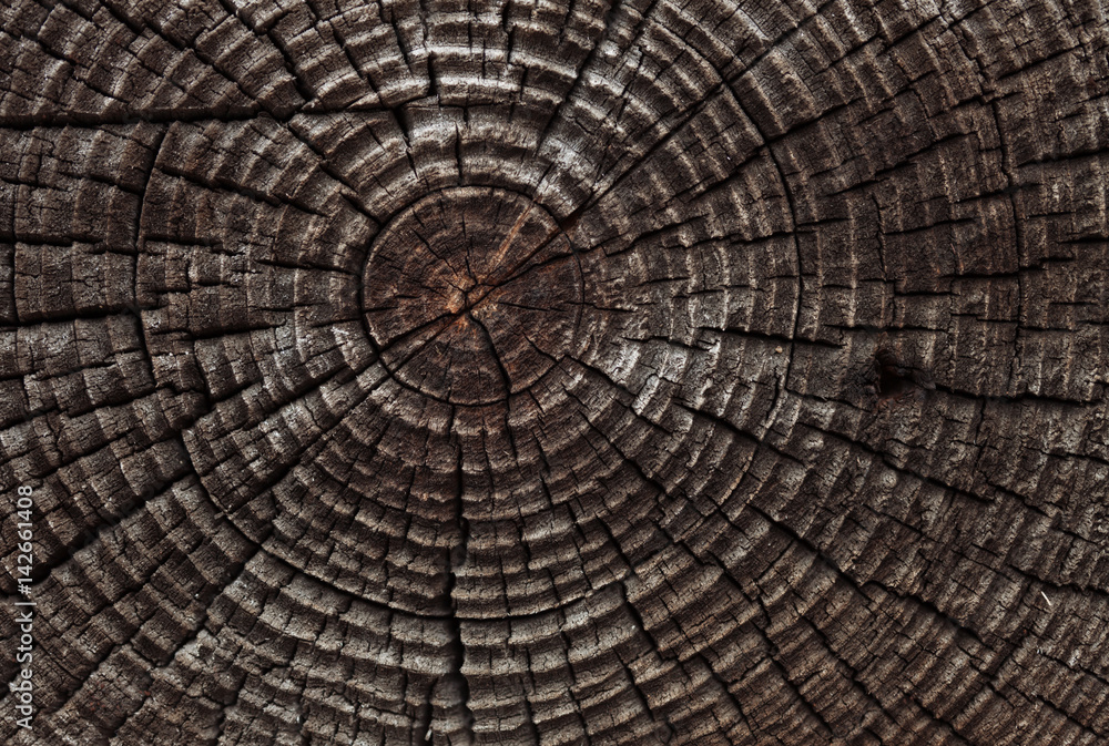 Fototapeta premium old timber background