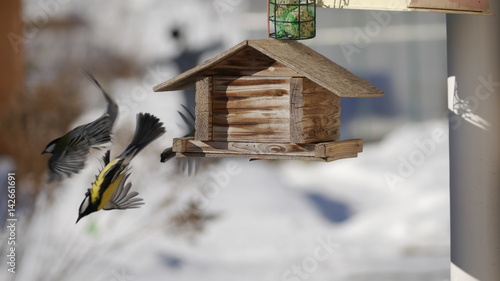 Titmouses fly to the feeding trough in winter in the Leningrad region, Russia, © Sergey