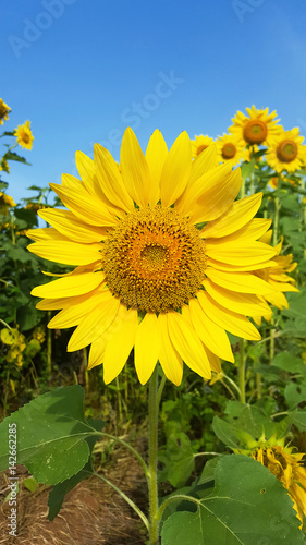 Sunflowers blooming against a bright sky